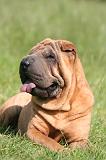 SHAR-PEI 942